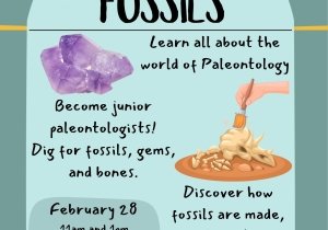 Tots- To- Teens: Fossils