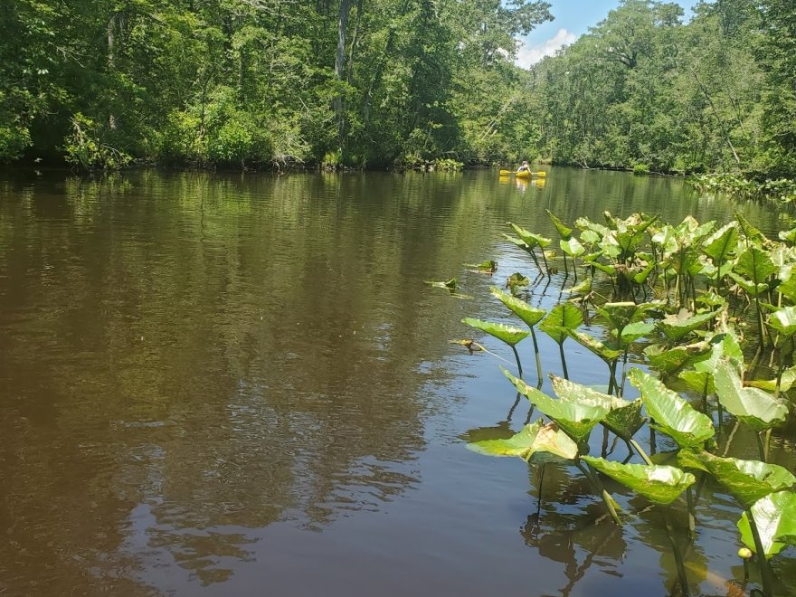 Pocomoke River State Park: Shad Landing